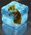 FrozenHamster.gif