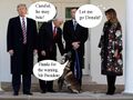 TrumpDog01.jpg