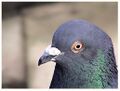 Pidgeon2fornews.jpg