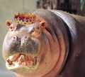 Hippo.jpg