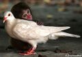 Pigeonmonkey.jpg