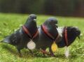 Lawrypigeons.jpg