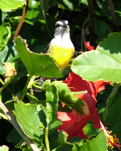 File:Bananaquit.jpg