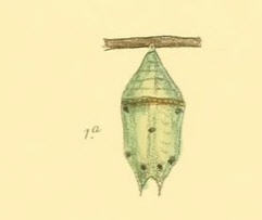 Pupa