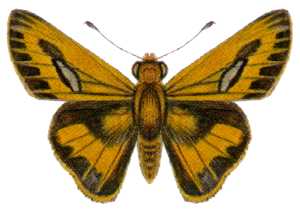 Dorsal view