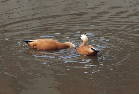 File:Ruddy Shelduck on Yauza River Aug 2009.JPG