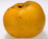 Asian pear