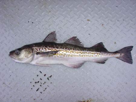 File:Walleye pollock.jpg