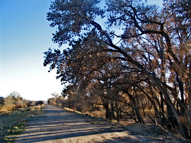 File:AlbuquerqueRioGrandeBosque.jpg