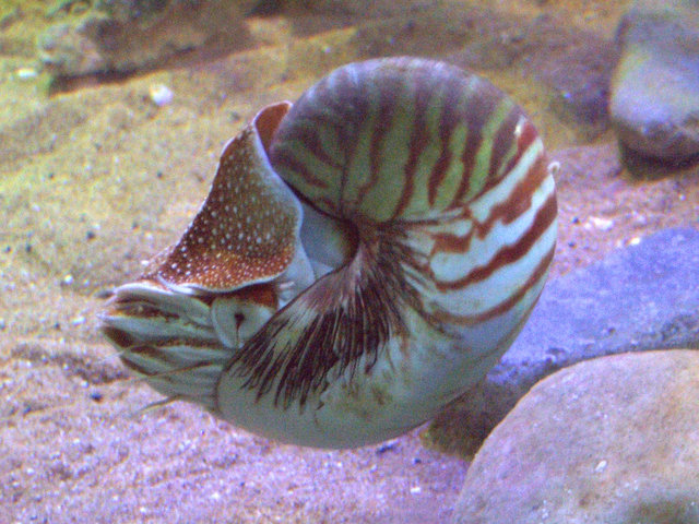 File:Nautilus pompilius.jpg