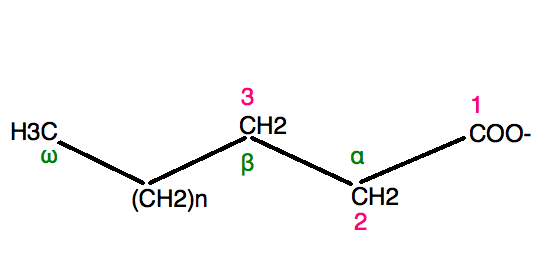 File:Fatty Acid.png