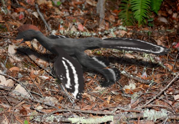 File:Anchiornis BW.jpg