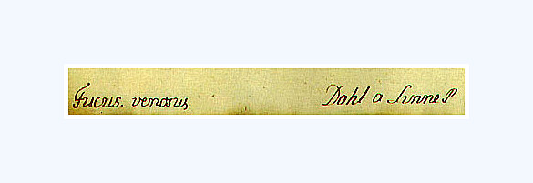 File:Dahl catalogue strip.jpg