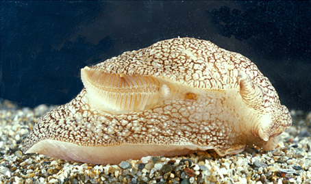 File:Pleurobranchaea meckelii.jpg