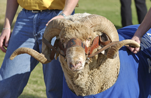 Dominic, live mascot