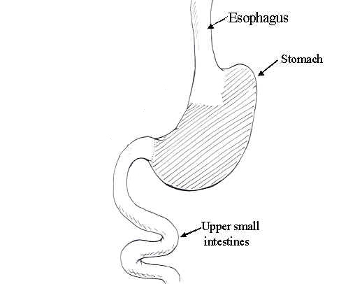 File:Stomach.amedd.jpg