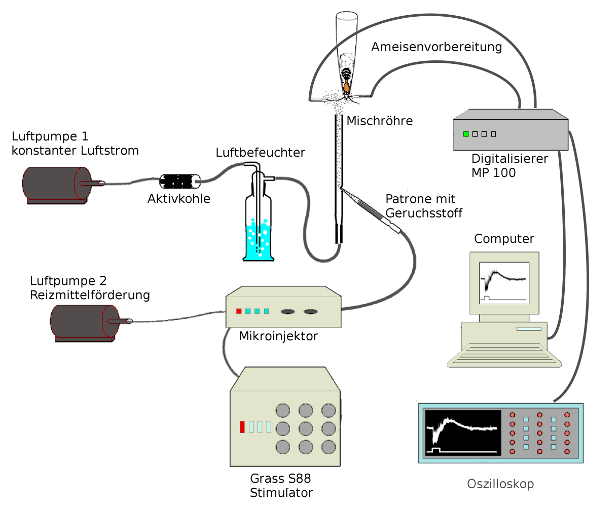 File:Brain and Antennal Electrical Activity de.png