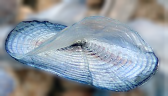 Velella sp. is a monospecific genus of hydrozoa in the Porpitidae family. They use wind with a sail. (category)