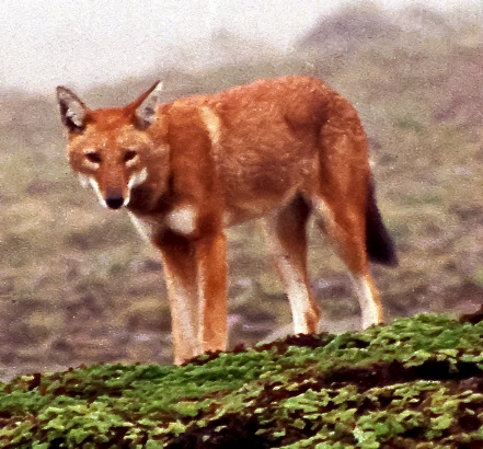 File:Canis simensis Bale Mountains 1.jpg