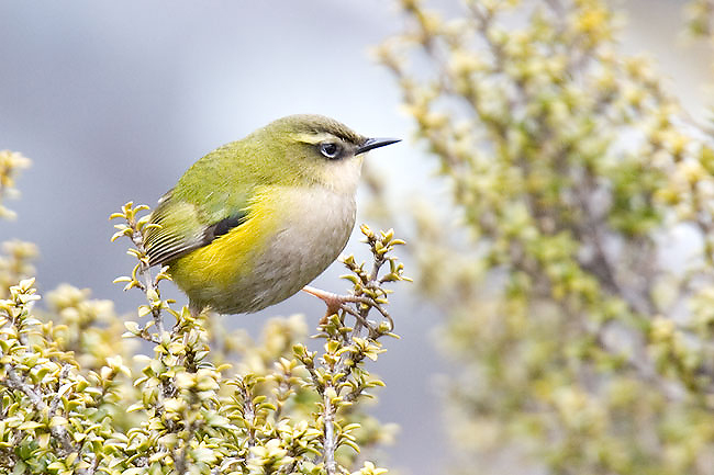 File:Rock wren.jpg