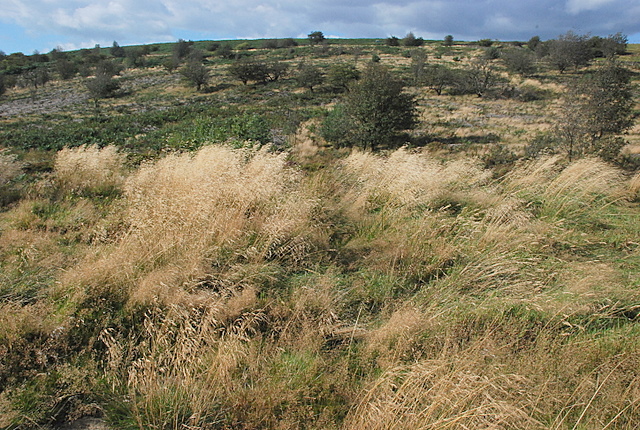 File:The slopes of Bucka Hill - geograph.org.uk - 552168.jpg