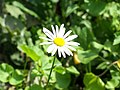 Leucanthemum vulgare- Oxeye daisy