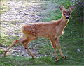 Roe deer (Capreolus capreolus)