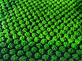 "Texture_pesto.jpg" by User:GiusyF1980