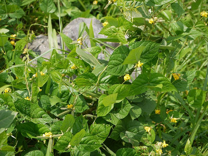 File:Vigna radiata (5000650153).jpg