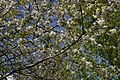 * Nomination: Cherry trees on a woodland path near Yate. Mattbuck 19:56, 29 January 2012 (UTC) * * Review needed