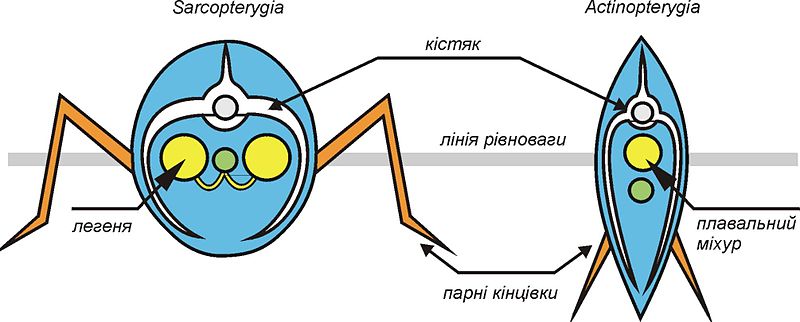 File:Zag-1101-pneumata.jpg