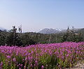 File:Fireweed on the Klondike Highway, British Columbia 7.jpg