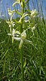 Platanthera bifolia Germany - Taubergießen