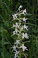 Platanthera bifolia Italy - Limana