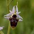 Ophrys picta