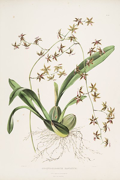 File:Oncidium hastatum (as Odontoglossum hastatum) - Bateman Orch. Mex. Guat. pl. 20 (1842).jpg