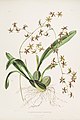 Oncidium hastatum (as syn. Odontoglossum hastatum) plate 20 in: James Bateman: The Orchidaceae of Mexiko and Guatemala, (1843)