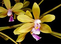 Phalaenopsis stobartiana