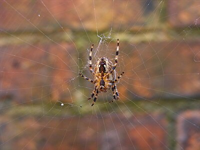 'Orribly ugly garden spider