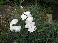 Dianthus furcatus