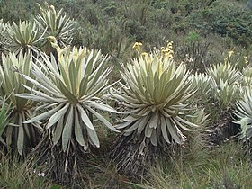 Espeletia killipii in Páramo de Guasca, Colombia.