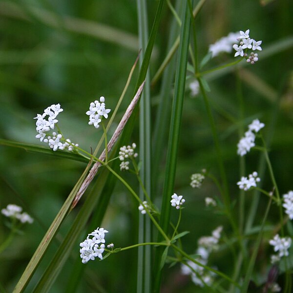 File:Galium palustre 2.jpg