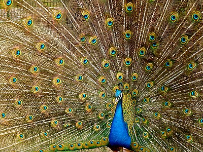 Details of a peacock displaying