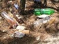 Rubbish in pine forest