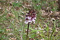 Orchis purpurea France Vallée du Pressoir