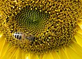 Sunflower with bee