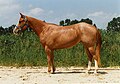 Deutsch: Roan: Stichelhaare English: Category:Roan horses