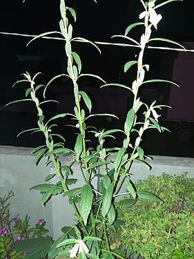 Sesame Plant