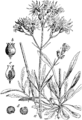 Lychnis flos-cuculi Kukavičja roža plate 367 in: Martin Cilenšek: Naše škodljive rastline Celovec (1892)