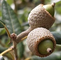 Holm oak (Quercus ilex)